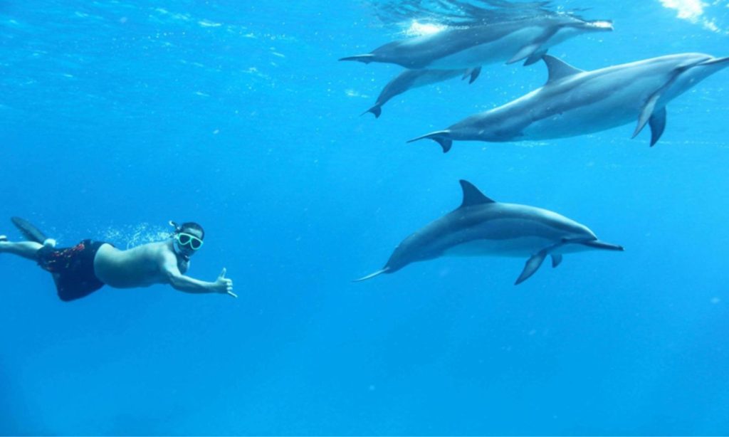 Dolphins at Kizimkazi