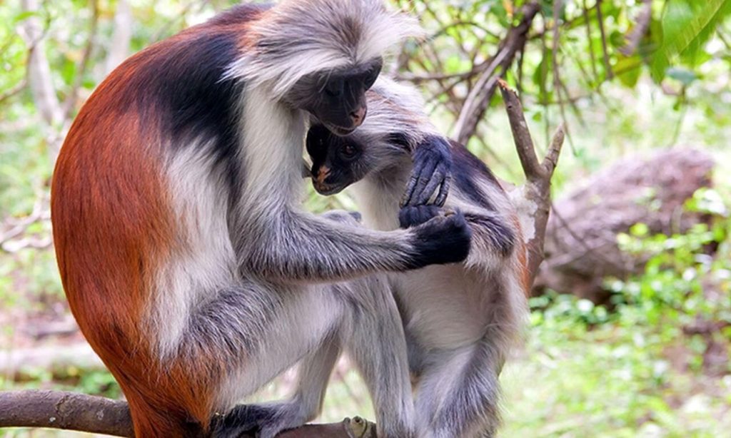Red Colobus Monkey