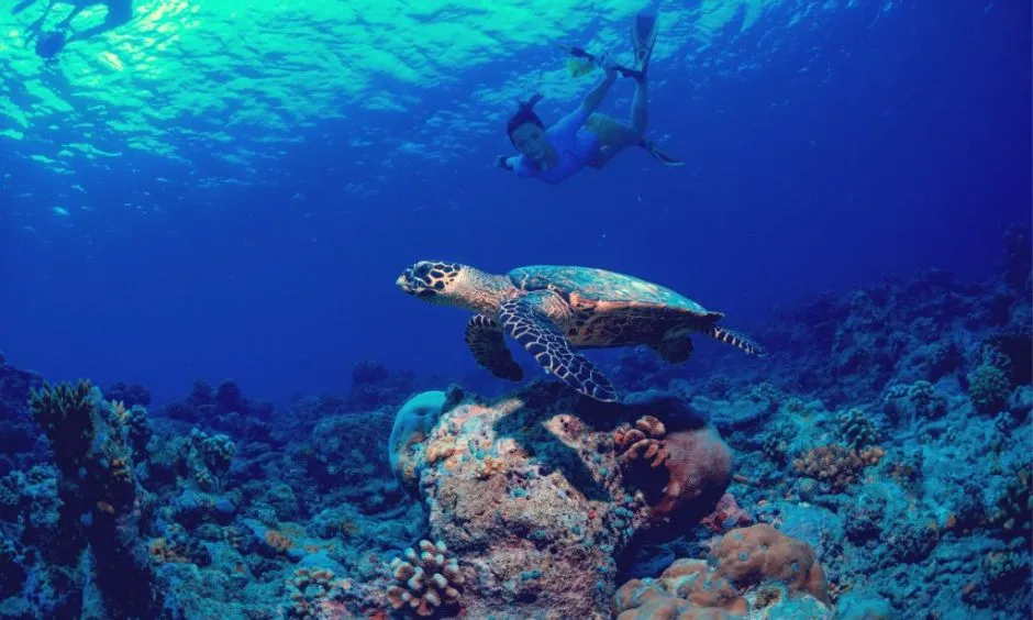 Snorkeling and Diving