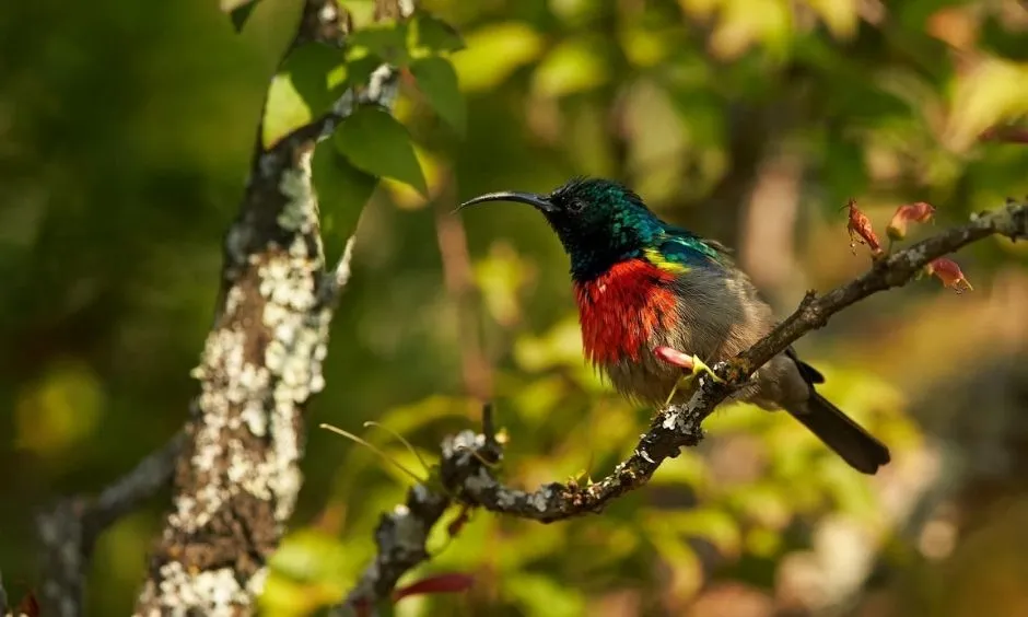 Birdwatching in Gombe