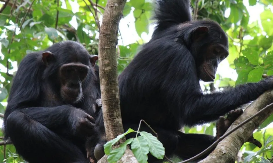 Chimpanzee Population