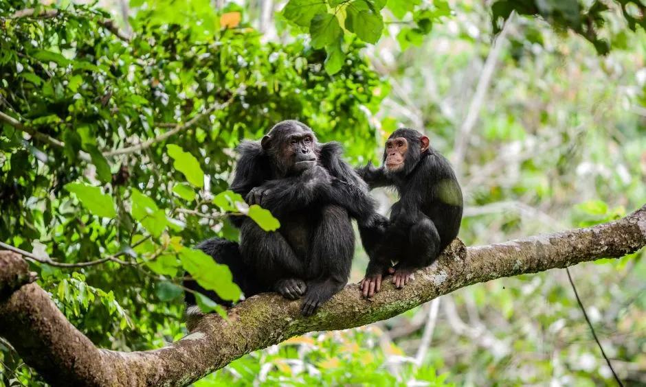 Chimpanzee Trekking