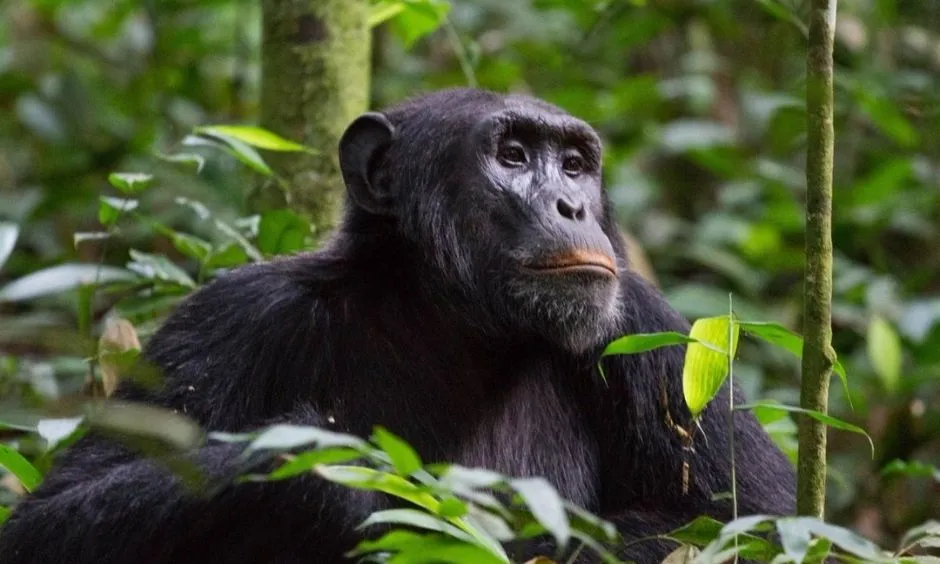 Chimpanzee in Mahale