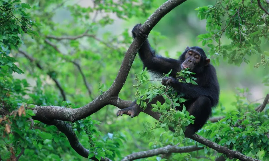 Chimpanzees Trekking