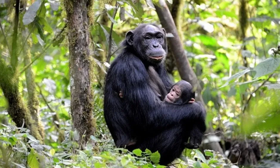 Chimpanzees in Mahale
