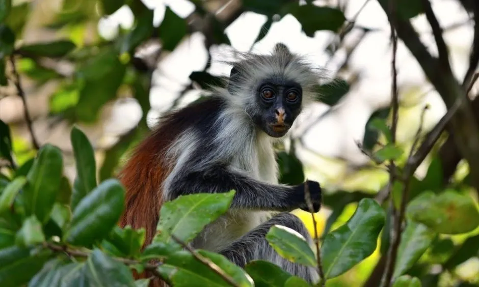 Colobus monkeys in Gombe