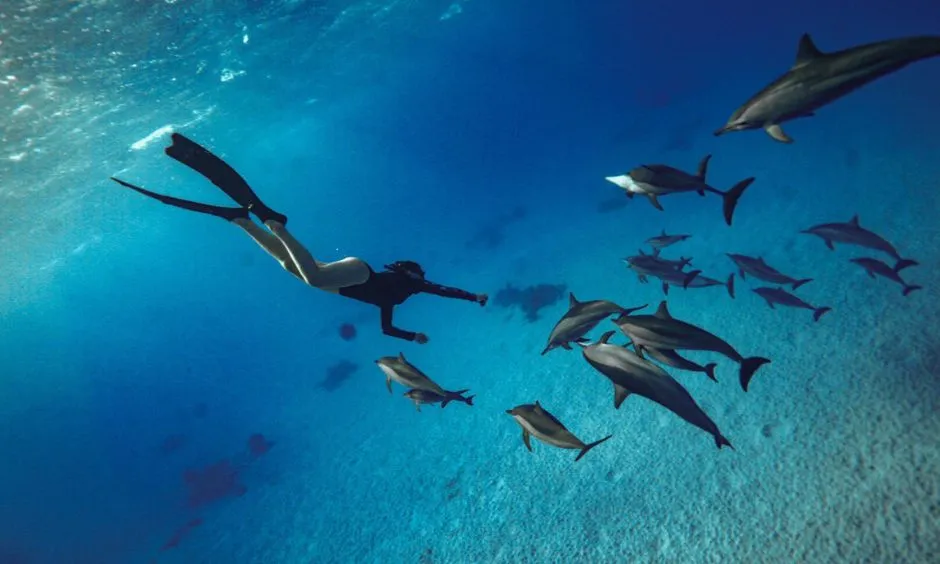 Dolphins at Kizimkazi