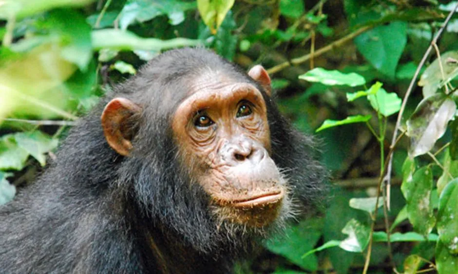Gombe National Park