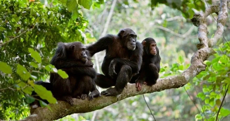 Gombe Stream National Park