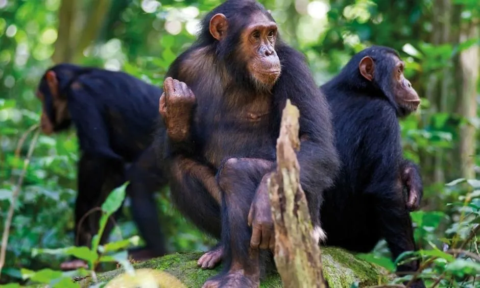 Gombe Stream National Park Safari