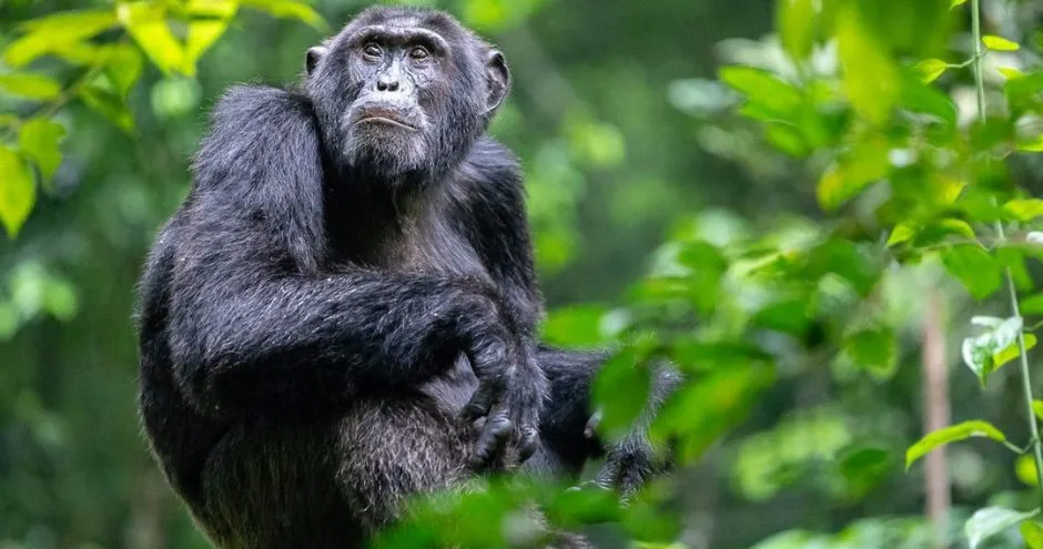 Gombe Stream National Park