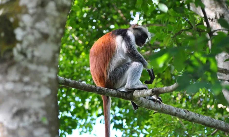 Jozani Forest Monkey