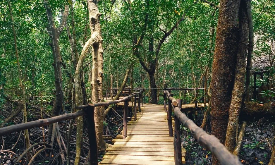 Jozani Forest