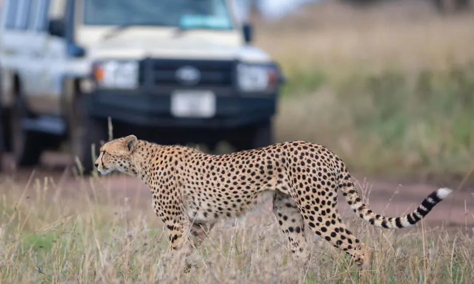 Budget Safari in Tanzania