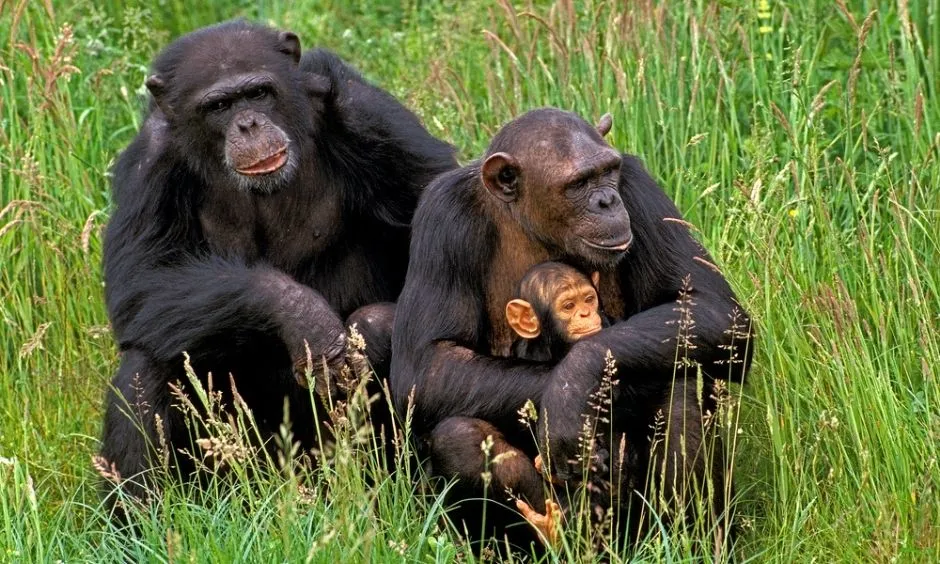 Chimpanzee Trekking
