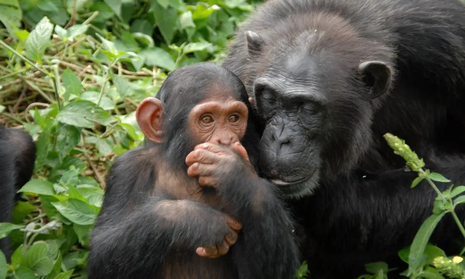 Chimpanzees Trekking