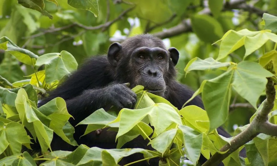 Chimpanzees in Gombe