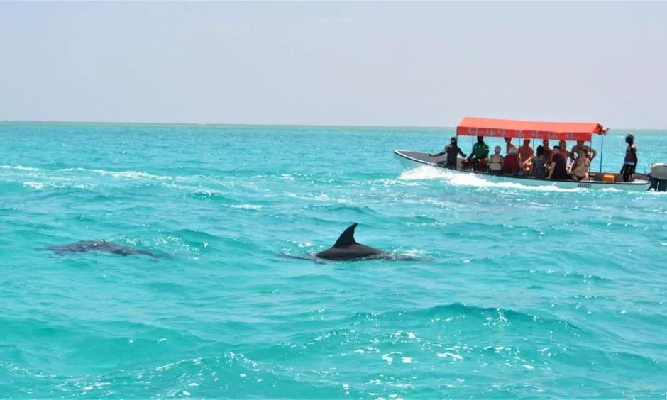Dolphin Watching Tours