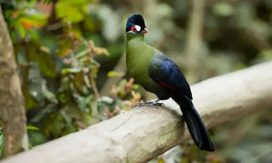 Gombe Bird Watching