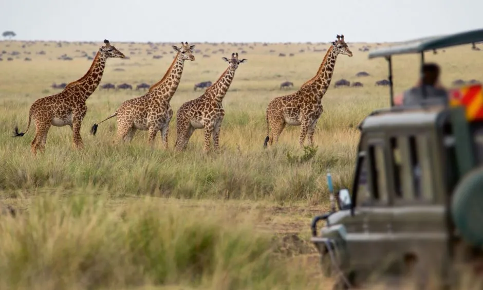High vs Low Season Safari