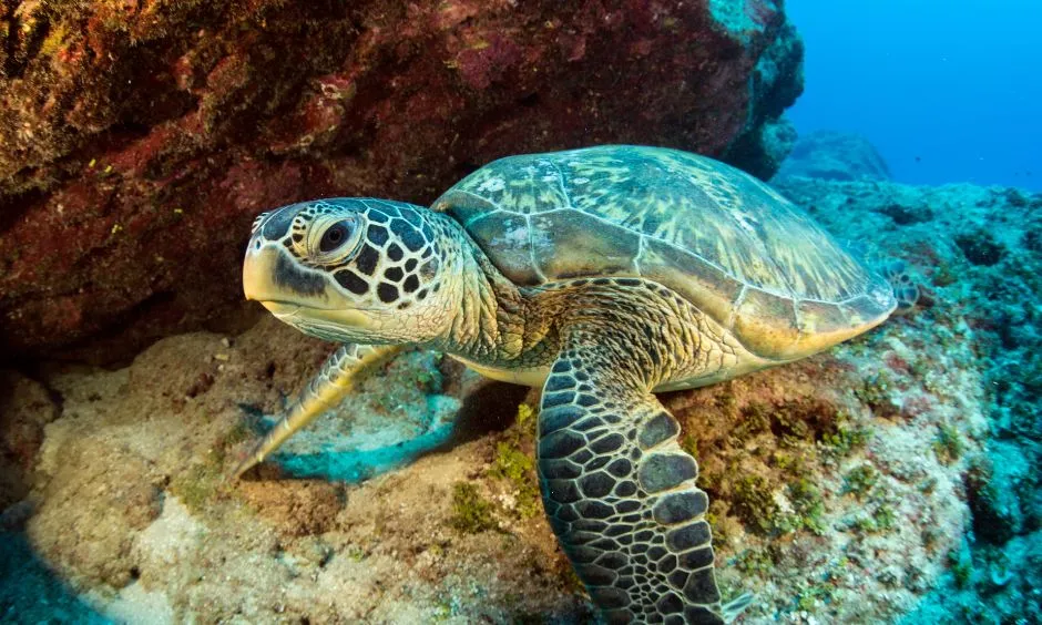 Mnarani Marine Turtles