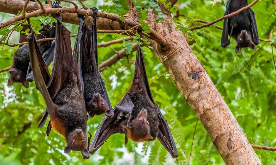 Pemba flying fox