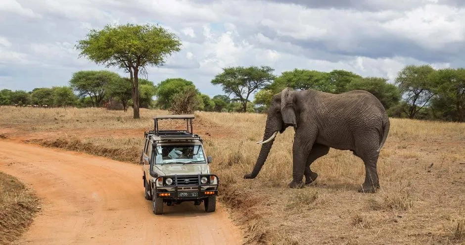 Safari Cost in Tanzania
