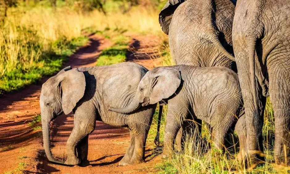 Safari in Tanzania