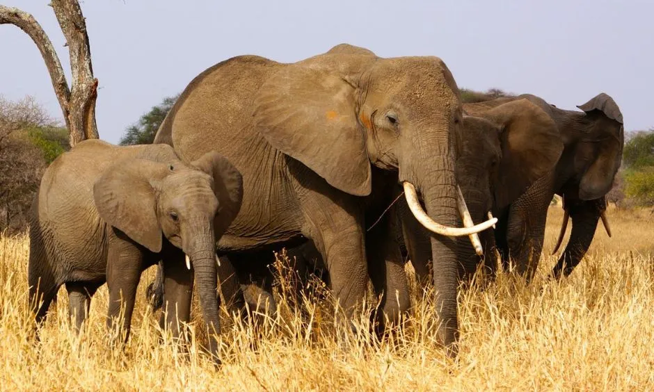 Tanzania Safari Cost