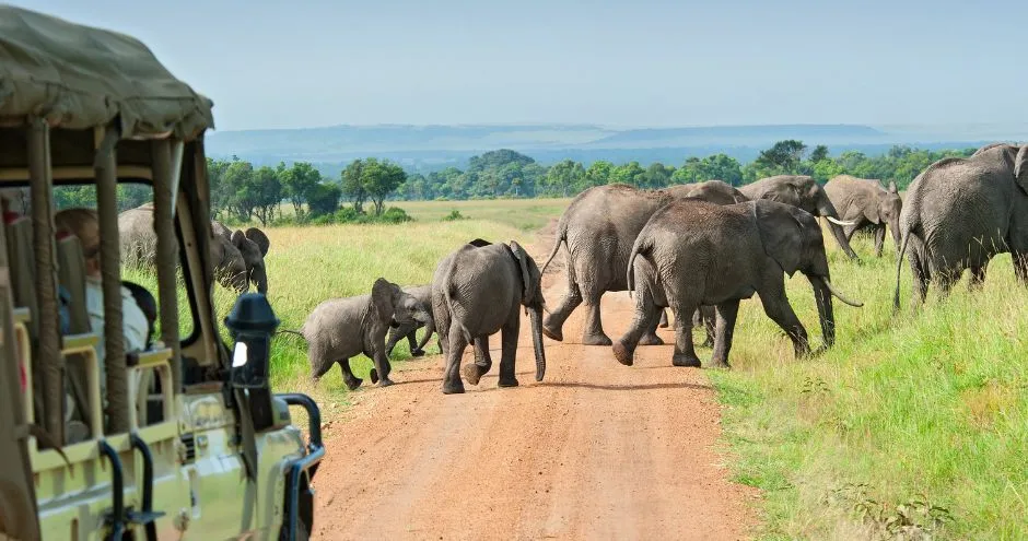 Tanzania Safari Cost
