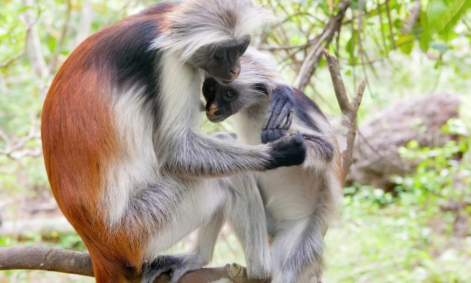 Zanzibar Red Colobus Monkey